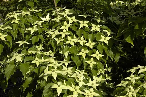 Jap. Blumen Hartriegel Weiße Fontaine - Cornus kousa chinensis 'Weiße Fontaine'