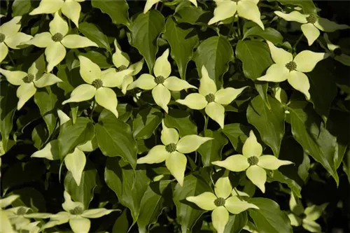 Jap. Blumen Hartriegel Weiße Fontaine - Cornus kousa chinensis 'Weiße Fontaine'