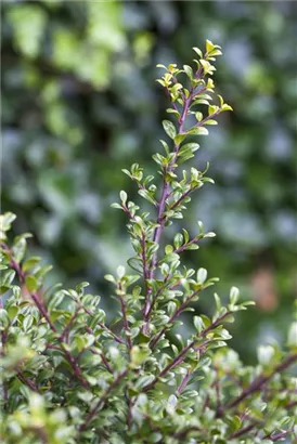 Berg-Ilex 'Glorie Gem' - Ilex crenata 'Glorie Gem' - Heckenpflanzen