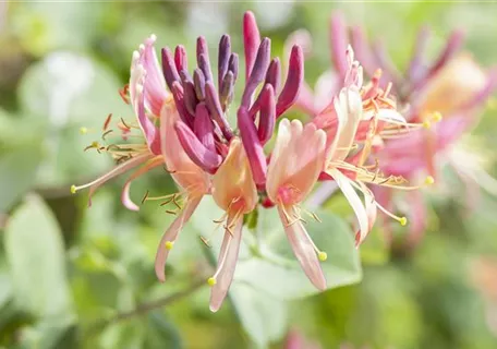 Lonicera periclymenum 'Serotina' - Wald-Geisschlinge 'Serotina'