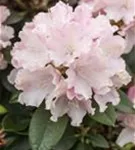 Yaku-Rhododendron 'Schneekrone' - Rhododendron yak.'Schneekrone' I