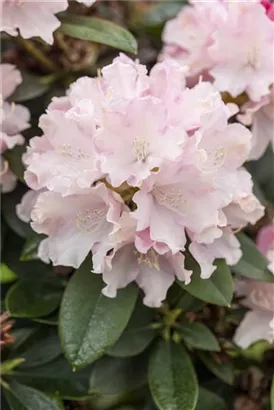 Yaku-Rhododendron 'Schneekrone' - Rhododendron yak.'Schneekrone' I