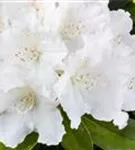 Yaku-Rhododendron 'Schneekrone' - Rhododendron yak.'Schneekrone' I