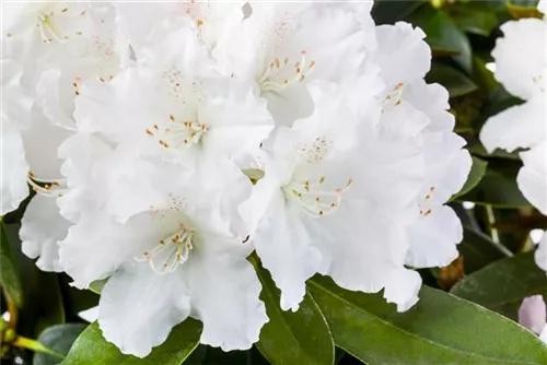 Yaku-Rhododendron 'Schneekrone' - Rhododendron yak.'Schneekrone' I