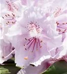 Yaku-Rhododendron 'Schneekrone' - Rhododendron yak.'Schneekrone' I