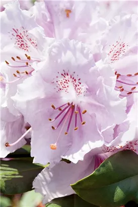 Yaku-Rhododendron 'Schneekrone' - Rhododendron yak.'Schneekrone' I