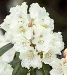 Yaku-Rhododendron 'Schneekrone' - Rhododendron yak.'Schneekrone' I