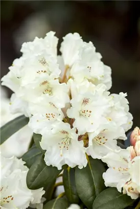 Yaku-Rhododendron 'Schneekrone' - Rhododendron yak.'Schneekrone' I