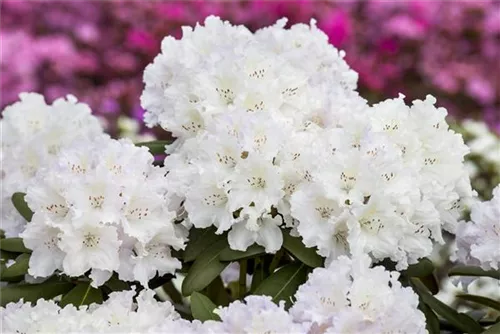 Yaku-Rhododendron 'Schneekrone' - Rhododendron yak.'Schneekrone' I