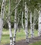 Himalayabirke - Betula utilis