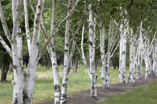 Himalayabirke - Betula utilis