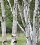 Himalayabirke - Betula utilis