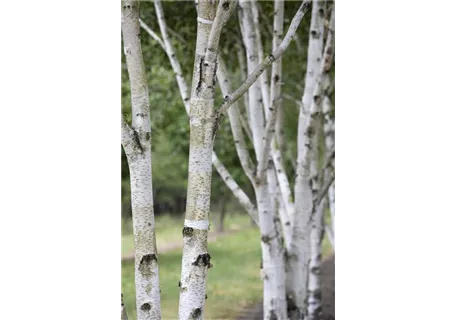 Betula pubescens - Moorbirke