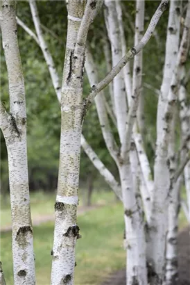 Himalayabirke - Betula utilis