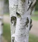 Himalayabirke - Betula utilis