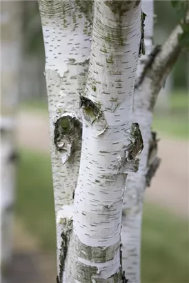 Himalayabirke - Betula utilis