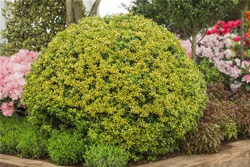 Gelber Berg-Ilex - Ilex crenata 'Golden Gem'