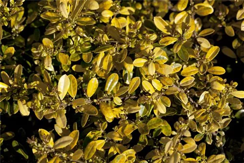 Gelber Berg-Ilex - Ilex crenata 'Golden Gem'