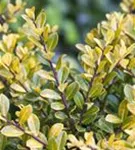 Gelber Berg-Ilex - Ilex crenata 'Golden Gem'