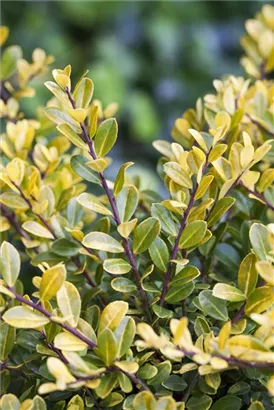 Gelber Berg-Ilex - Ilex crenata 'Golden Gem'