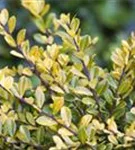 Gelber Berg-Ilex - Ilex crenata 'Golden Gem'