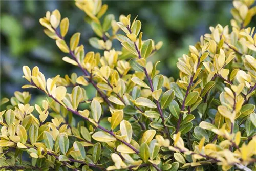 Gelber Berg-Ilex - Ilex crenata 'Golden Gem'