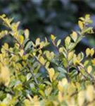 Gelber Berg-Ilex - Ilex crenata 'Golden Gem'