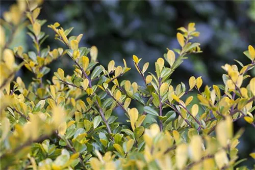 Gelber Berg-Ilex - Ilex crenata 'Golden Gem'