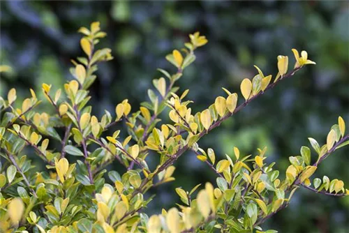 Gelber Berg-Ilex - Ilex crenata 'Golden Gem'