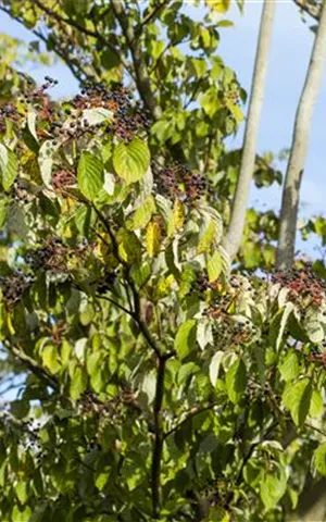 Cornus sanguinea