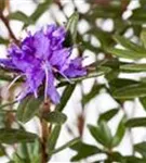 Kleinblättr.Rhododendron 'Azurika' - Rhododendron impeditum 'Azurika' I