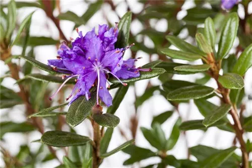 Kleinblättr.Rhododendron 'Azurika' - Rhododendron impeditum 'Azurika' I