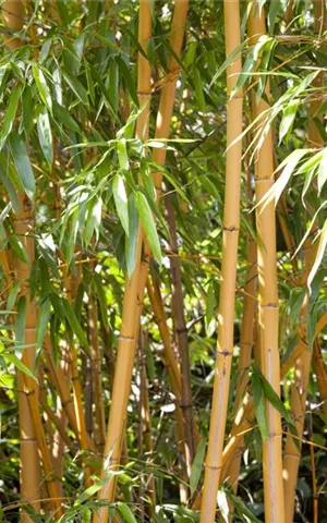 Phyllostachys aurea