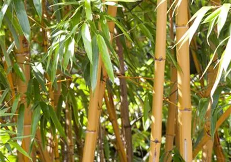 Phyllostachys aurea - Goldrohrbambus