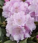 Yaku-Rhododendron 'Silberwolke' - Rhododendron yak.'Silberwolke' I