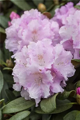 Yaku-Rhododendron 'Silberwolke' - Rhododendron yak.'Silberwolke' I