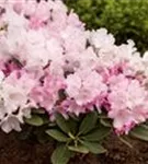 Yaku-Rhododendron 'Silberwolke' - Rhododendron yak.'Silberwolke' I