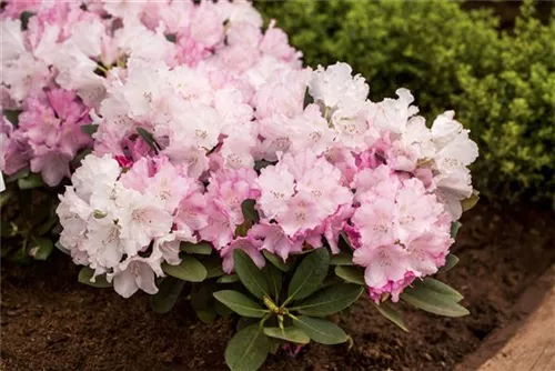 Yaku-Rhododendron 'Silberwolke' - Rhododendron yak.'Silberwolke' I