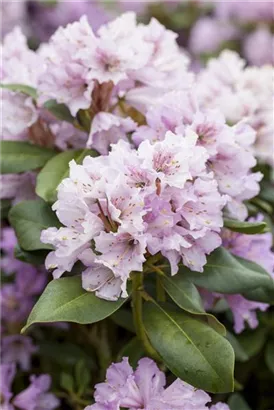 Yaku-Rhododendron 'Silberwolke' - Rhododendron yak.'Silberwolke' I