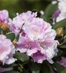 Yaku-Rhododendron 'Silberwolke' - Rhododendron yak.'Silberwolke' I