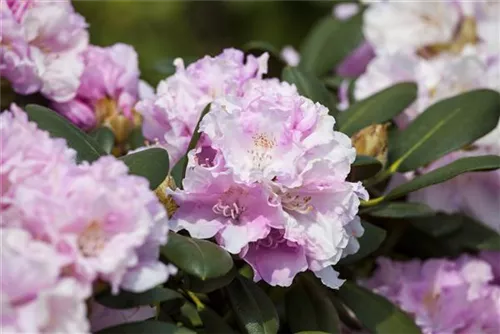 Yaku-Rhododendron 'Silberwolke' - Rhododendron yak.'Silberwolke' I