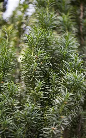 Taxus media 'Straight Hedge'