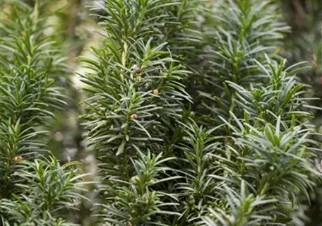 Taxus media 'Straight Hedge' - Spalier-Eibe