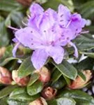 Kleinblättr.Rhododendron 'Moerheim' - Rhododendron impeditum 'Moerheim' I