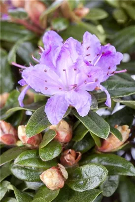 Kleinblättr.Rhododendron 'Moerheim' - Rhododendron impeditum 'Moerheim' I