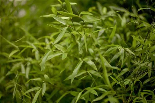 Golden gefurchter Bambus - Phyllostachys aureosulcata