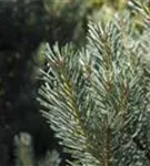 Zwerg-Silberkiefer - Pinus sylvestris 'Watereri' - Bonsai