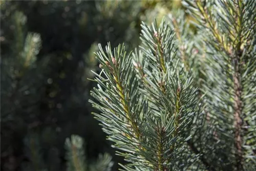 Zwerg-Silberkiefer - Pinus sylvestris 'Watereri' - Bonsai