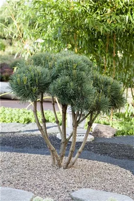 Zwerg-Silberkiefer - Pinus sylvestris 'Watereri' - Bonsai