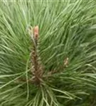 Zwerg-Silberkiefer - Pinus sylvestris 'Watereri' - Bonsai